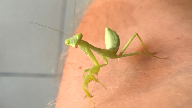 lars-bertil praying mantis